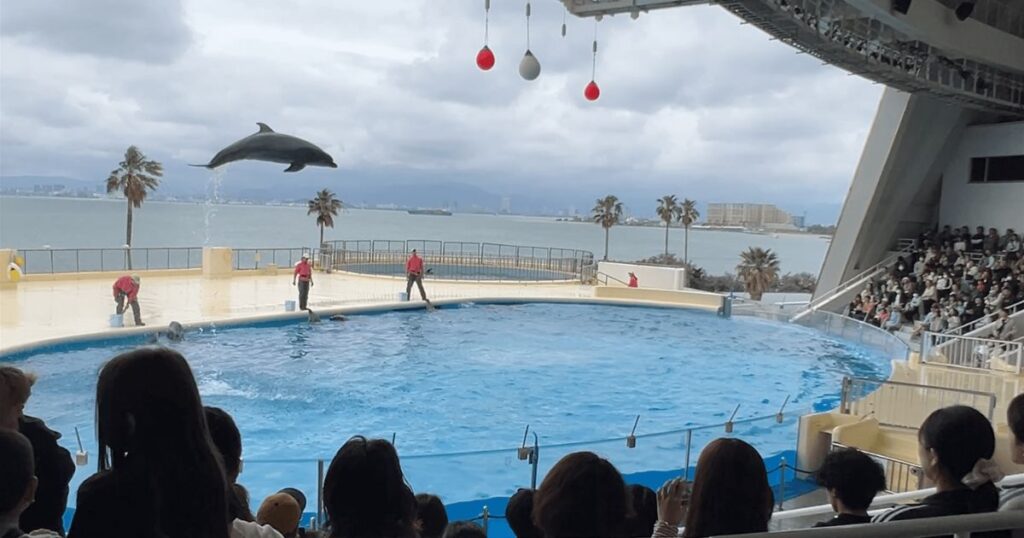 マリンワールド海の中道のイルカショー