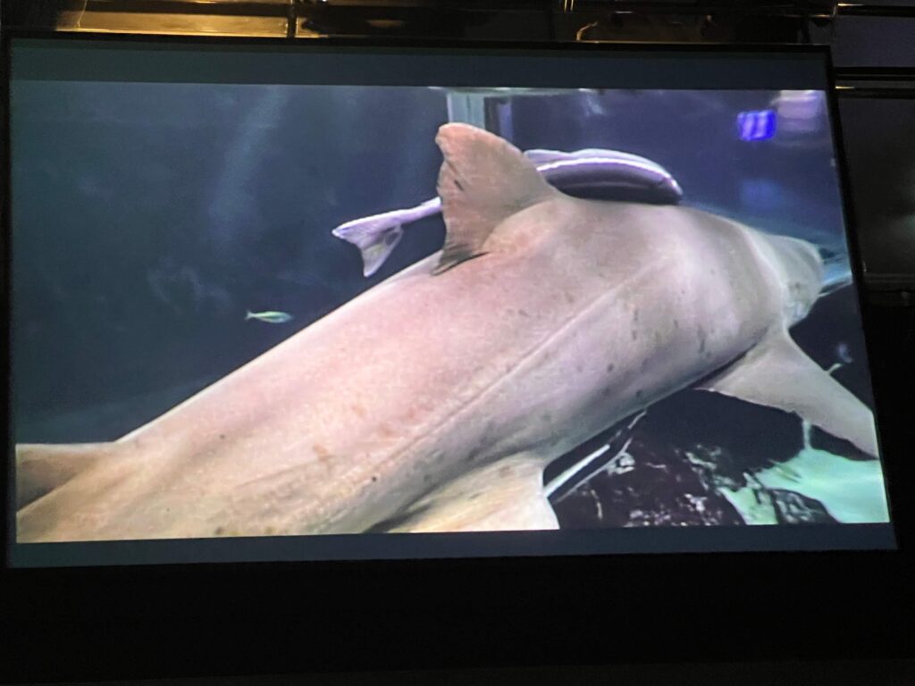 マリンワールド海の中道 サメ