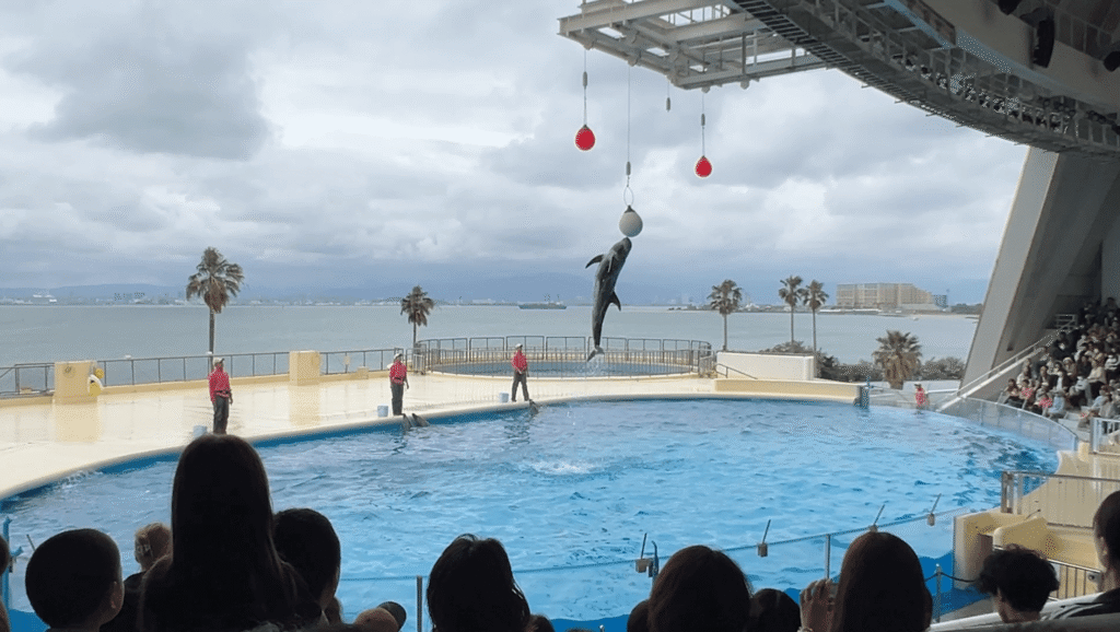 マリンワールド海の中道のイルカショー