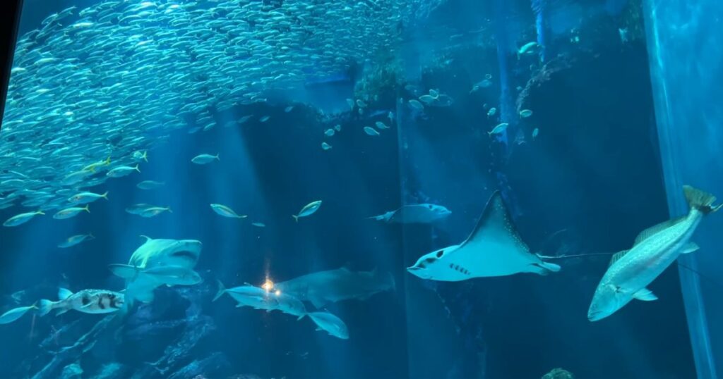 マリンワールド海の中道 外洋大水槽