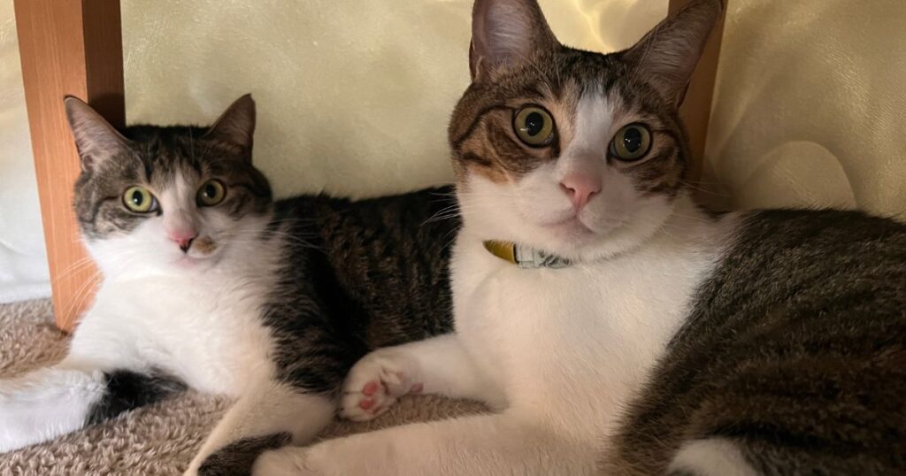 猫　寒さ対策　温かい空間でくつろぐ2匹の猫