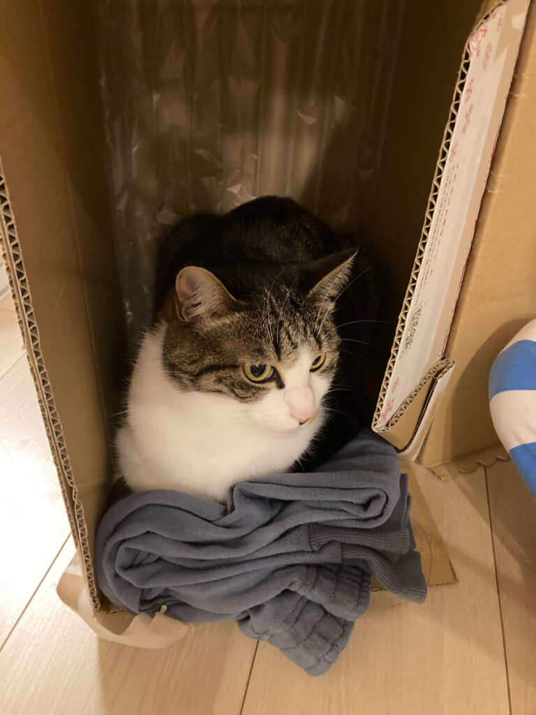 猫が即席の段ボールハウスの中から覗いている様子