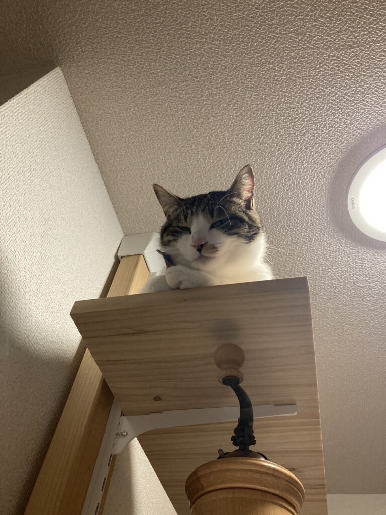 猫がキャットタワーの上にいる様子