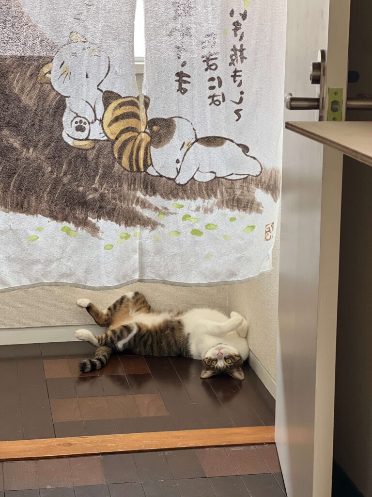 猫がのれんの無効から寝転がってこちらを見ている様子