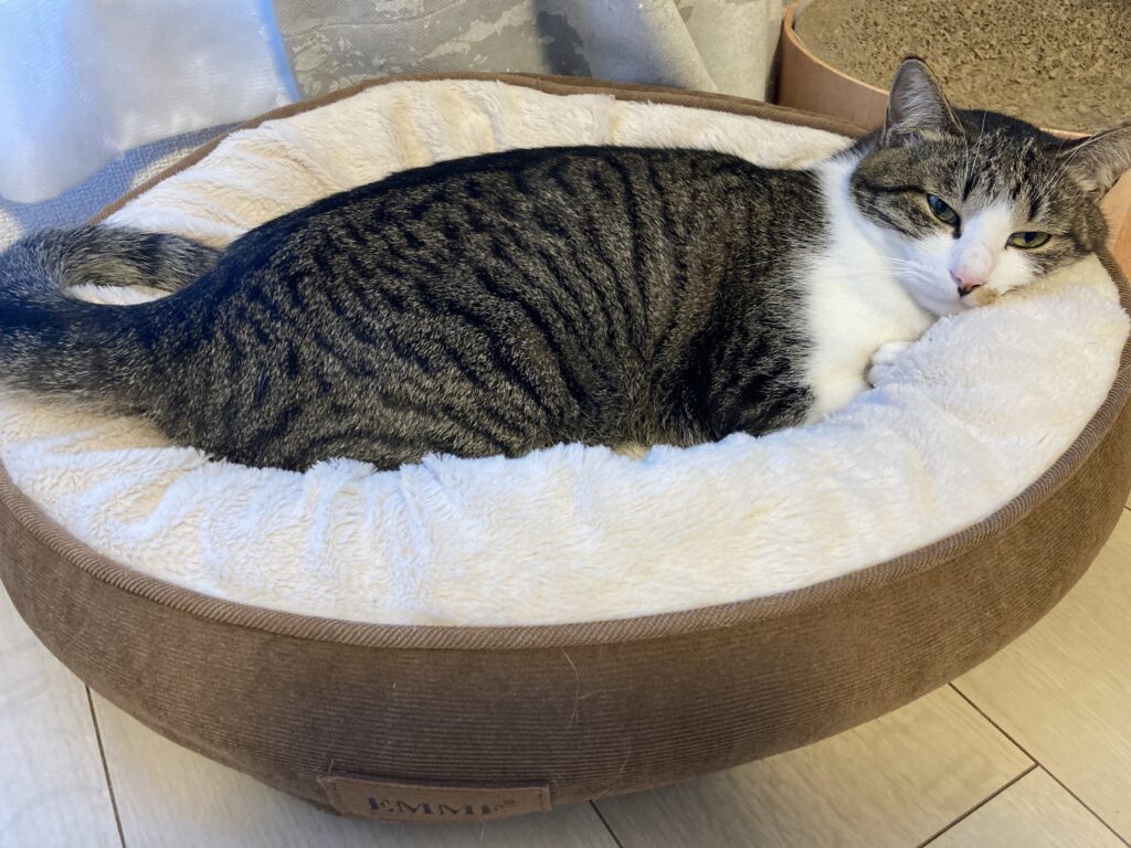 猫がもふもふのクッションの上でくつろいでいる様子