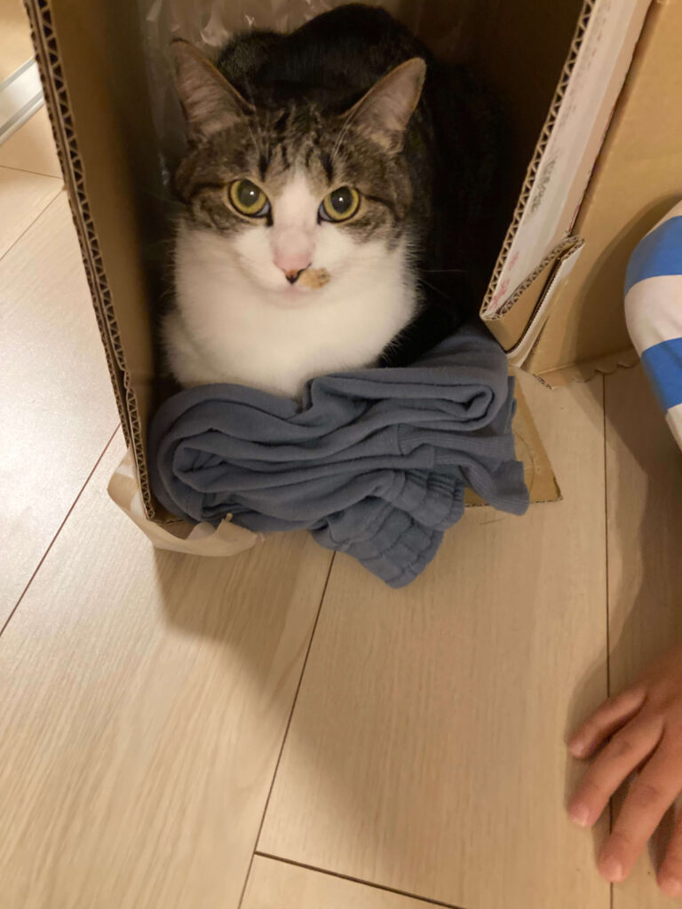 猫が即席の段ボールハウスの中から覗いている様子