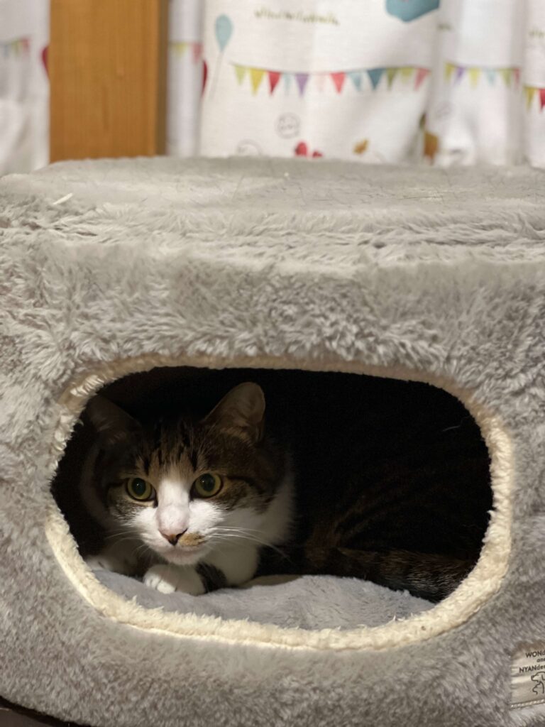 猫が温かな囲いの中からこちらを見ている様子