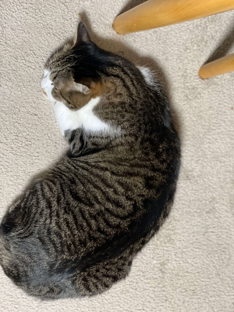 茶々　カーペット