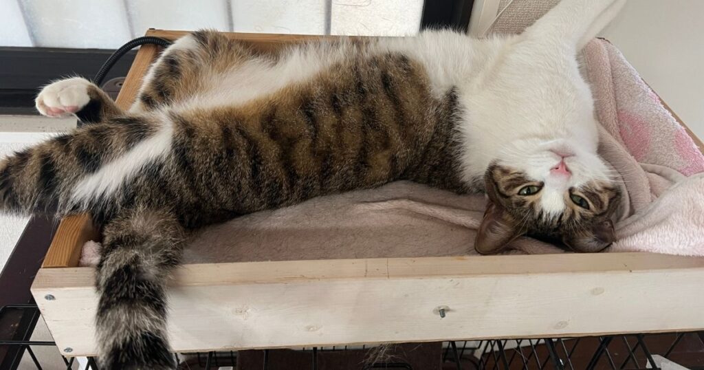 ペットヒーター