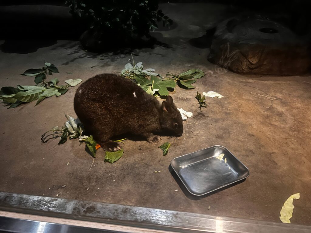 アマミクロウサギ