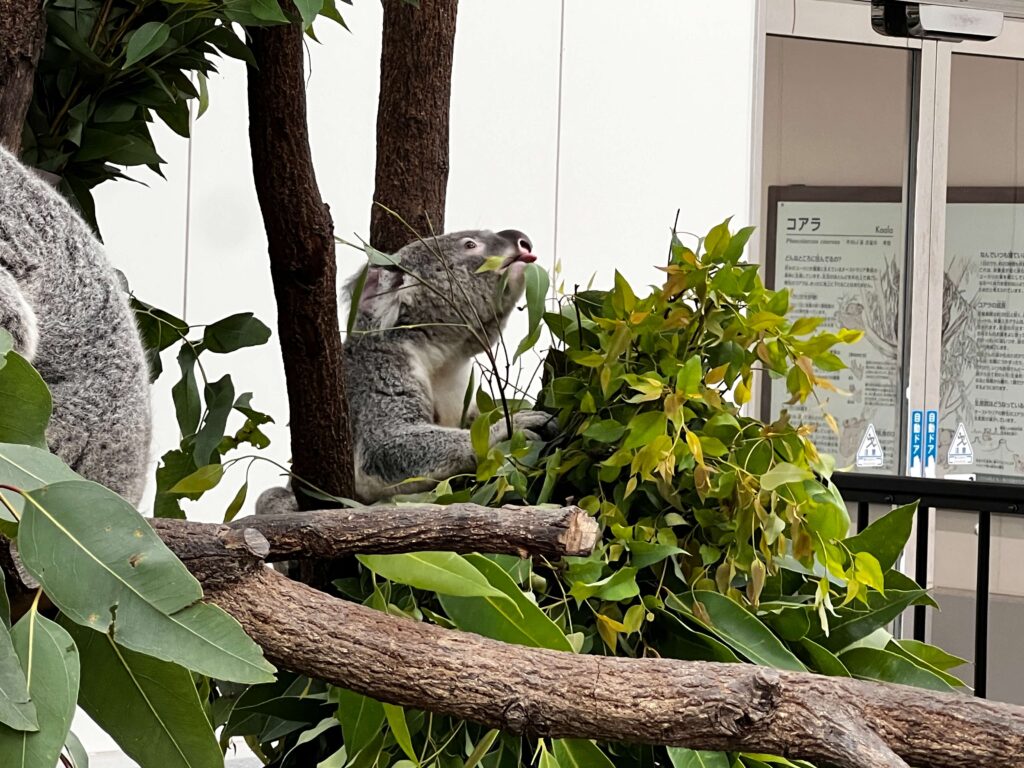 コアラ　平川動物園