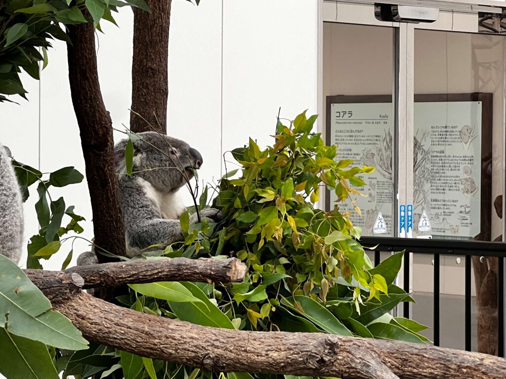 コアラ　平川動物園