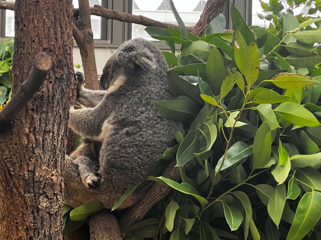 コアラ　平川動物園