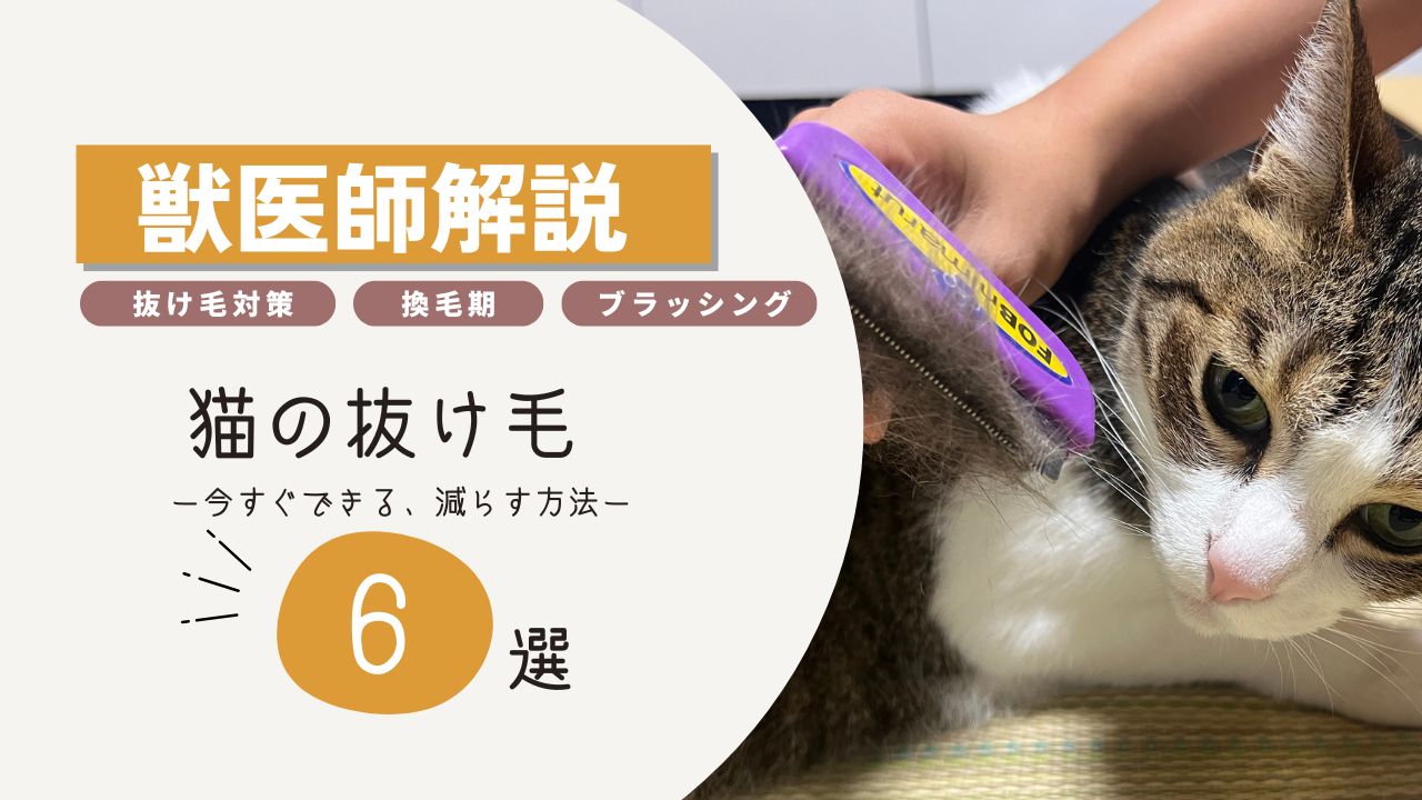 猫　抜け毛対策　獣医師解説