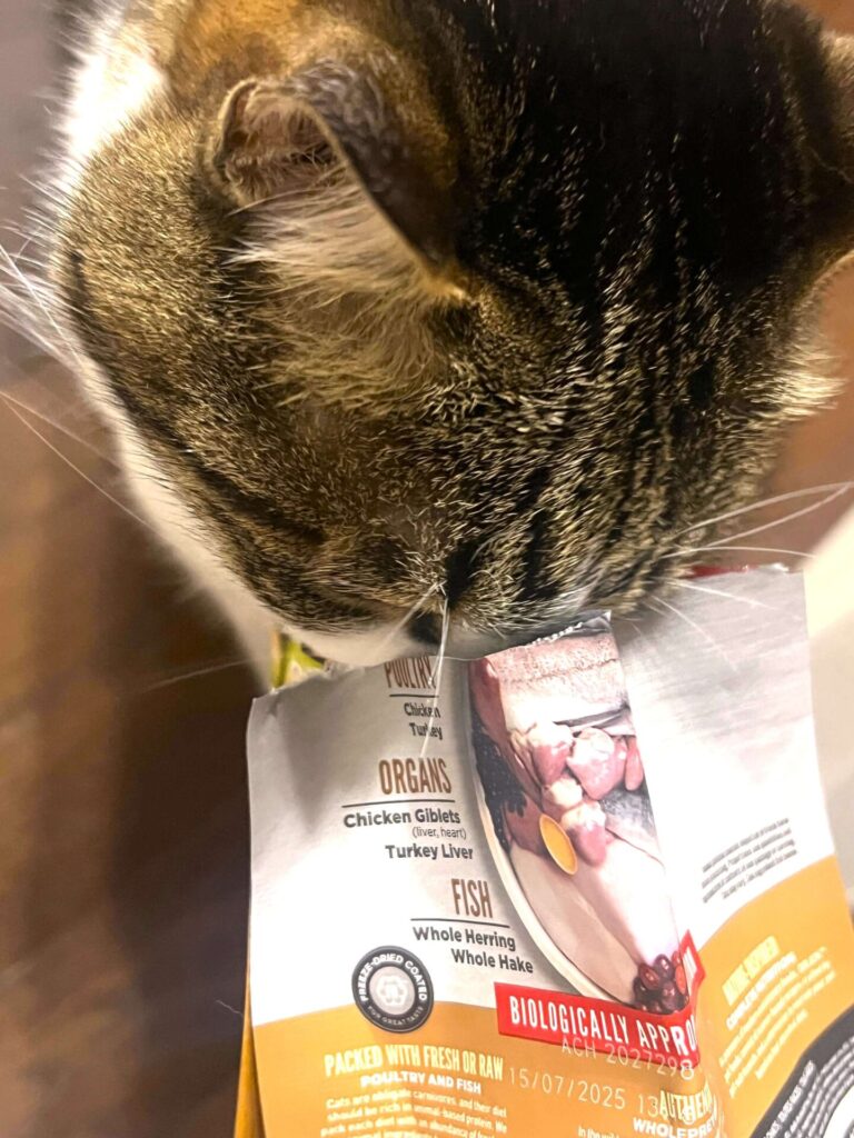 オリジンキャット