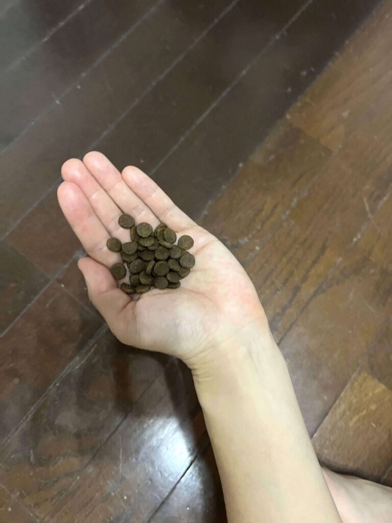 オリジンキャット