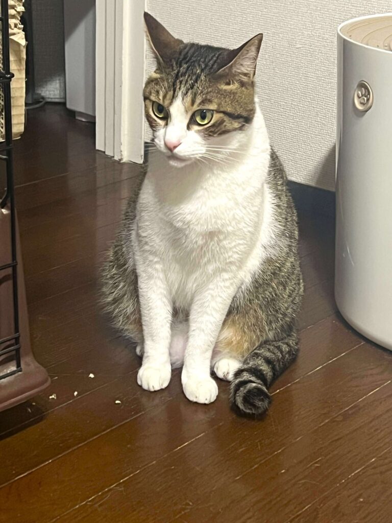 オリジンキャット