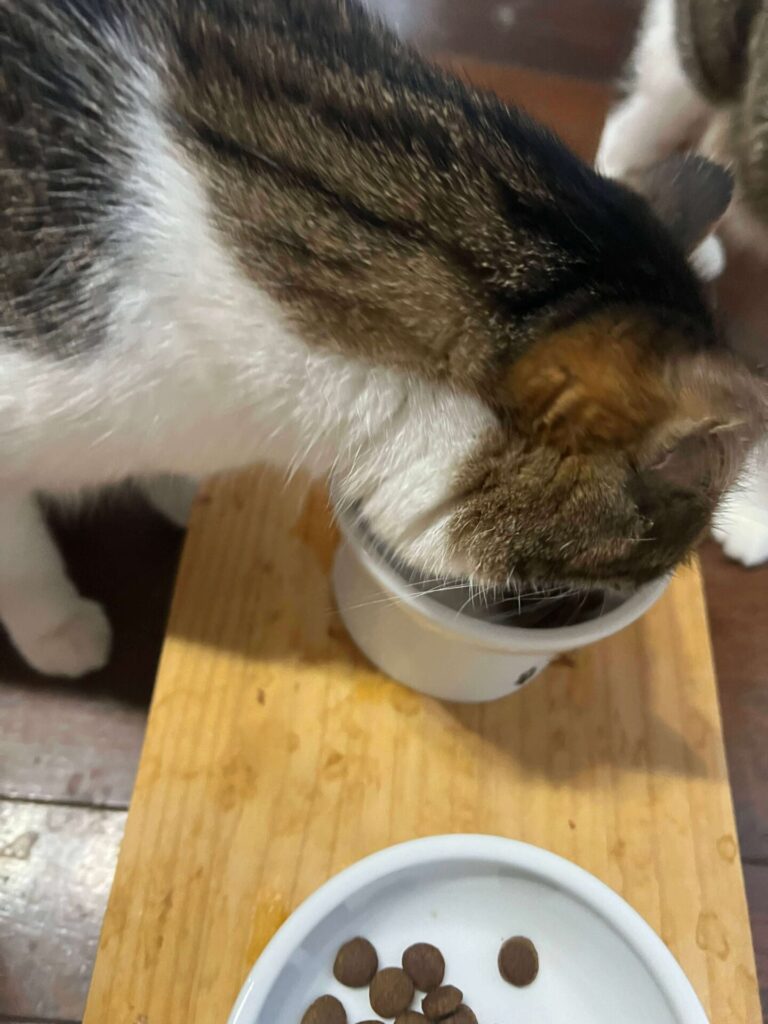 カナガン