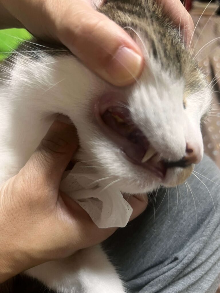 猫　歯周病