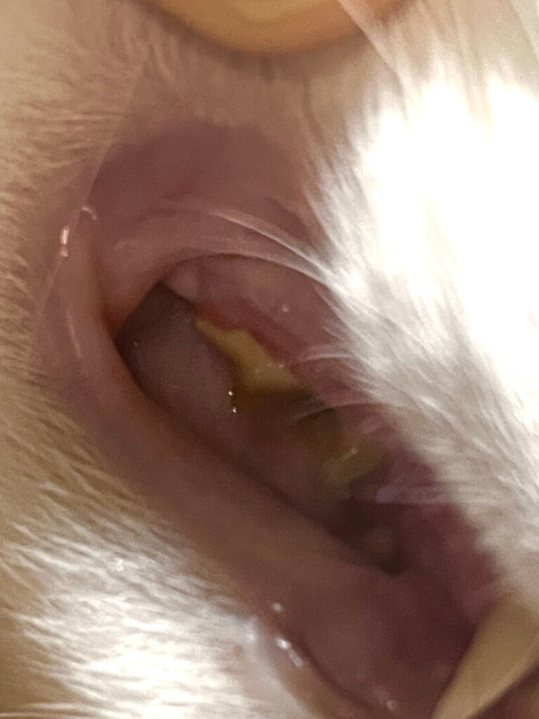 猫　歯周病