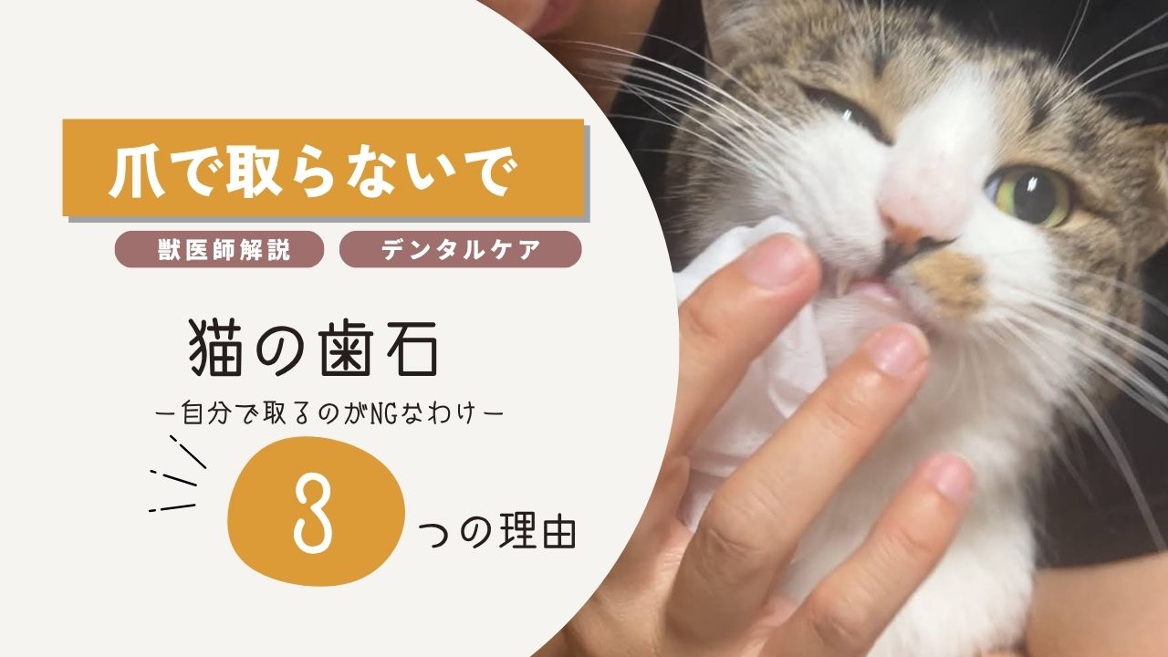猫　デンタルケア　歯周病　歯石取り